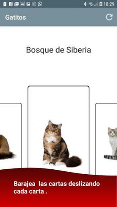 Baraja y Carta - Lotería Gatit - Screenshot 2