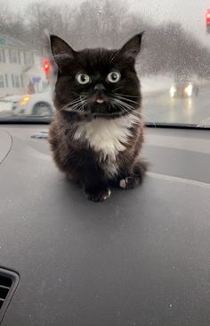 Котик Чмоня - Screenshot 2