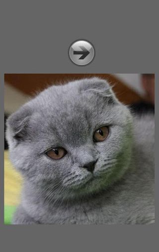 Cat Face Puzzle - Screenshot 2