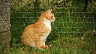 Cats Jigsaw Puzzles - Screenshot 2