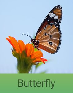 Animal Educator - Screenshot 2