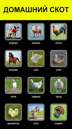 Звуки животных и голоса птиц - Screenshot 2