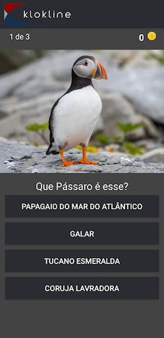 80 Pássaros Desafio - Screenshot 2