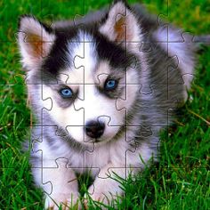 Huskies Dog Jigsaw Puzzle Game - Screenshot 4