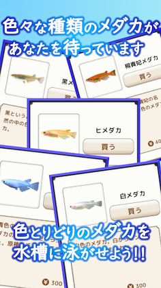 Medaka Aquarium Breeder - Screenshot 2