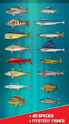 Real Reel Fishing Simulator :  - Screenshot 3