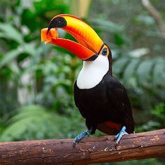 Birds Jigsaw Puzzle Games - Screenshot 3