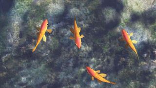 Fish Sim for Cats - Screenshot 1