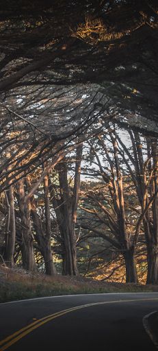 Forest trail - Screenshot 2