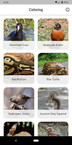 Animal Coloring - Screenshot 1
