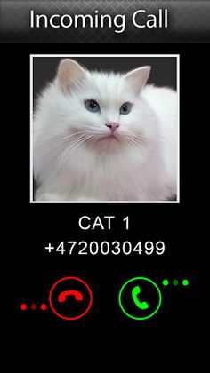 Joke Video Call to Cat - Screenshot 2