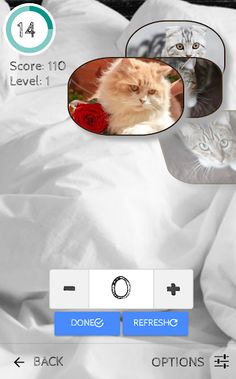 Epic Kitty Count - Screenshot 2