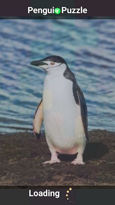 Penguin Puzzle - Screenshot 1