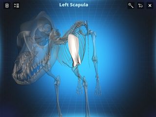 Bone Viewer - Dog Skeleton - Screenshot 2