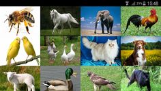 Animal sounds and music notes - Screenshot 2