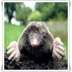 두더지잡기 - Screenshot 1