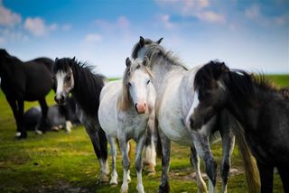 Horses - Jigsaw Puzzles - Screenshot 1