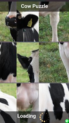 Cow Puzzle - Screenshot 2