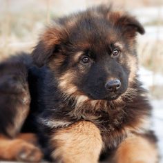 German Shepard Puzzles  Games - Screenshot 1