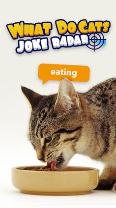 What Do Cats: Joke Radar - Screenshot 2