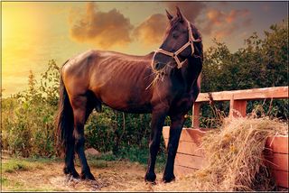 Horses Jigsaw Puzzles - Screenshot 1