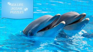 Sea life jigsaw puzzles games - Screenshot 1