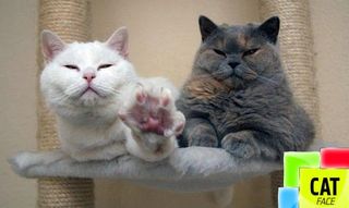 Cat Face Puzzle - Screenshot 1