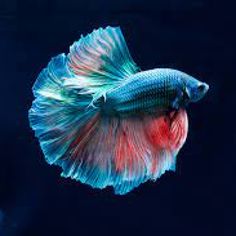 fish paradaise aqurium - Screenshot 1