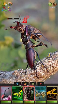 Insects Puzzles - Screenshot 3