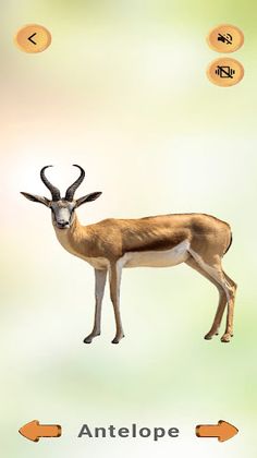 Listen & Learn : Animal Sounds - Screenshot 3