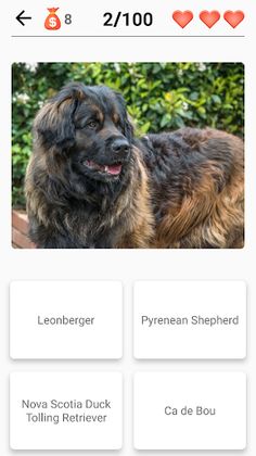 Dog Breeds - Quiz about dogs! - Screenshot 2