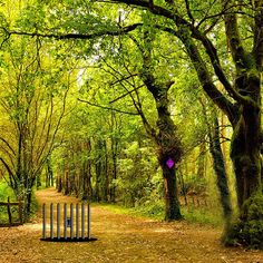 Abujmarh Forest Escape - Screenshot 3