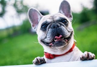 Dogs jigsaw puzzles - Screenshot 1