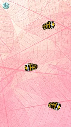 Omar Juegos Para Gatos - Screenshot 3