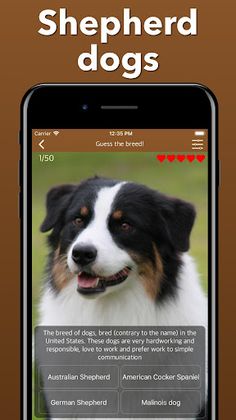 Popular Dog Breeds - My Pet - Screenshot 4