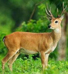 Image Sliding Puzzle - Screenshot 3