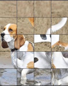 Quebra-Cabeça de Cães - Screenshot 3