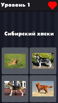 Dogs - photo quiz for dog love - Screenshot 2