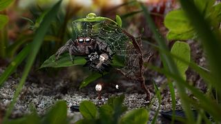 AntVentor: Nvidia Shield - Screenshot 1