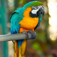 Animal HD Jigsaw Puzzles - Screenshot 2