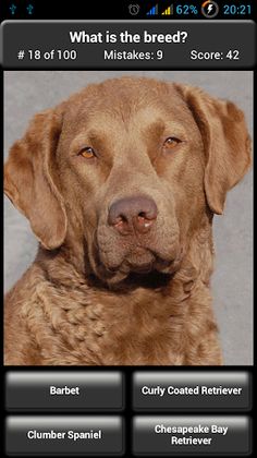 Dog Breed Quiz - Screenshot 3