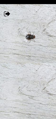 Games For Cats - Cat Alone Toy - Screenshot 2