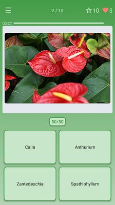 Quiz: Flowers, Plants - Screenshot 1
