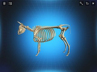 Bone Viewer - Ox Skeleton - Screenshot 3
