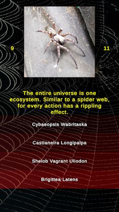 Arachnophobia Spider Quiz - Screenshot 2