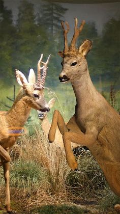 Nya Djur - Screenshot 2