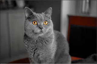 Cats Jigsaw Puzzles Collection - Screenshot 3