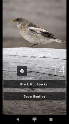 Bird Quiz: Aves Europe - Screenshot 4