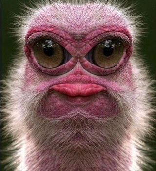 Kaaas - Screenshot 2