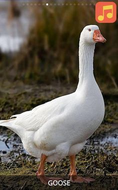 Sound book Farm Animals - Screenshot 2